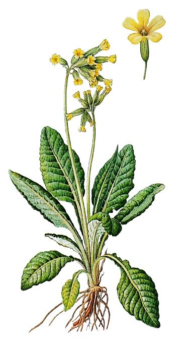 Primevère officinale